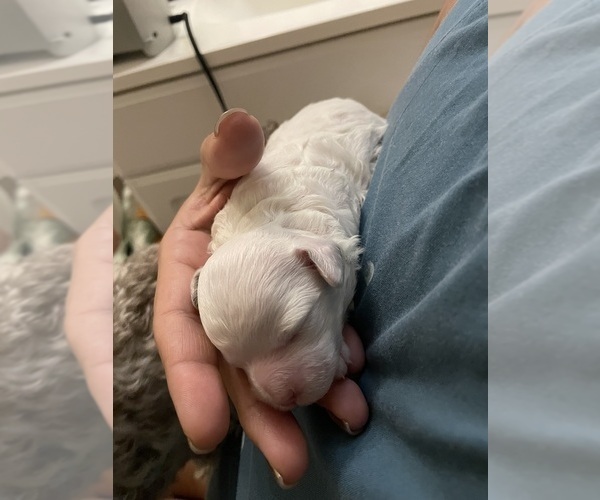 Medium Photo #27 Poodle (Toy) Puppy For Sale in MURRIETA, CA, USA