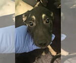 Small #2 German Shepherd Dog Mix