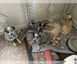 Australian Cattle Dog Litter for sale in CYNTHIANA, KY, USA