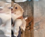 Small #5 Aussie-Corgi