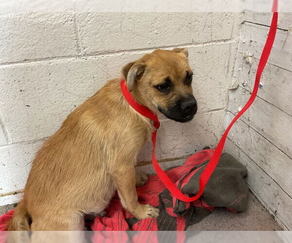 Medium Photo #1 Pug-Unknown Mix Puppy For Sale in San Bernardino, CA, USA