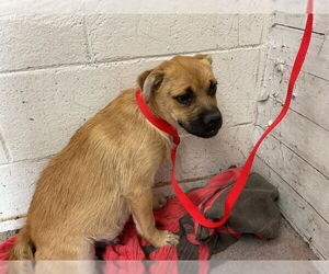 Pug-Unknown Mix Dogs for adoption in San Bernardino, CA, USA