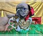 Small Photo #92 French Bulldog Puppy For Sale in HAYWARD, CA, USA