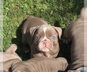 Olde English Bulldogge Puppy for sale in FLINT, MI, USA
