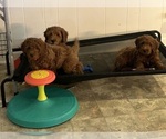 Small #7 Goldendoodle (Miniature)