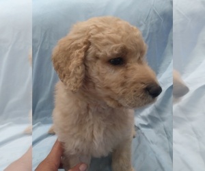 Labradoodle Puppy for sale in JEFFERSONTOWN, KY, USA