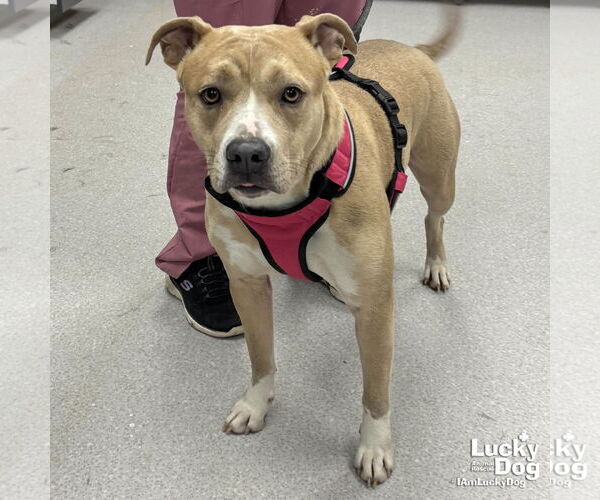 Medium Photo #3 Mutt Puppy For Sale in Washington, DC, USA