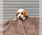 Small Photo #15 Basset Hound-Cavalier King Charles Spaniel Mix Puppy For Sale in DUNNVILLE, KY, USA