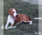 Small #2 Labrador Retriever-Retriever  Mix