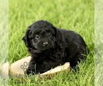 Small #4 Poovanese