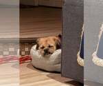 Small #6 Border Terrier Mix