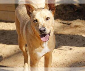 Labrador Retriever-Unknown Mix Dogs for adoption in Tallahassee, FL, USA