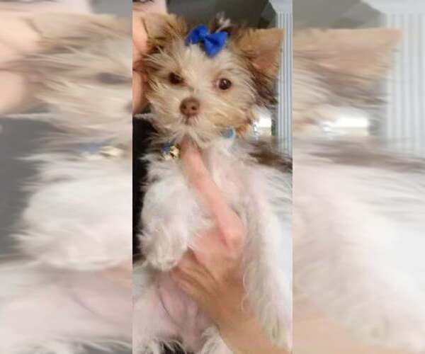 Medium Photo #7 Yorkshire Terrier Puppy For Sale in KEITHVILLE, LA, USA