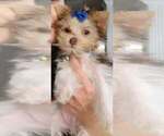 Sugar - Female Yorkshire Terrier Puppy for Sale - Photo #7