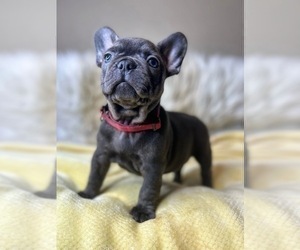 French Bulldog Puppy for sale in OJAI, CA, USA