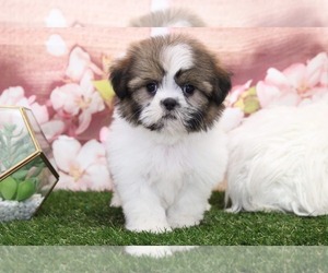 Shih Tzu Puppy for sale in MARIETTA, GA, USA