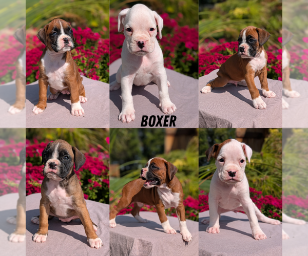 Medium Photo #73 Boxer Puppy For Sale in GOSHEN, IN, USA