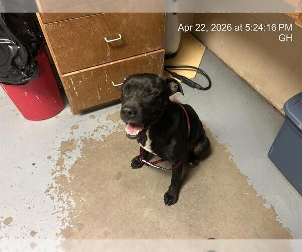 Medium Photo #1 American Pit Bull Terrier Puppy For Sale in Ocala, FL, USA