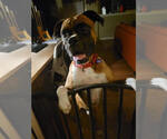 Small #1 Boxer