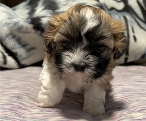 Zuchon Puppy for sale in DUNDALK, MD, USA