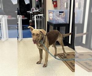 Chesapeake Bay Retriever-Dutch Shepherd  Mix Dogs for adoption in Sugar Land, TX, USA