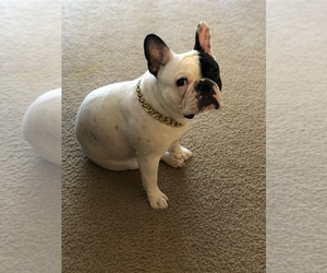 French Bulldog Puppy for sale in BAKERSFIELD, CA, USA