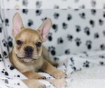 Small Photo #2 French Bulldog Puppy For Sale in KENILWORTH, IL, USA