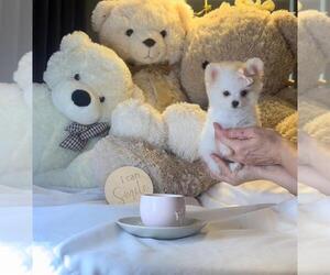 Pomeranian Puppy for sale in BOCA RATON, FL, USA