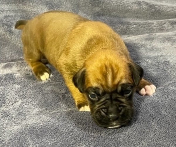 Medium Photo #3 Boxer Puppy For Sale in CLAREMORE, OK, USA