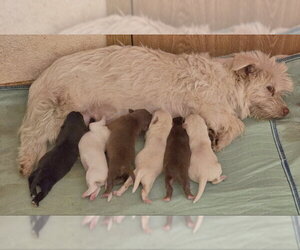 Lizzie - Female Mutt Dog for Adoption - Photo #6