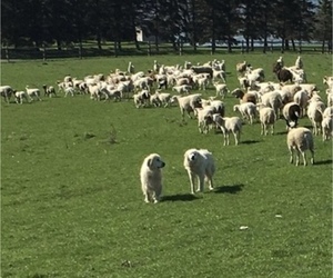 Father of the Great Pyrenees puppies born on 07/06/2026