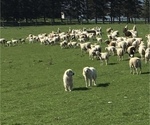 Small Photo #1 Great Pyrenees Puppy For Sale in CANOGA, NY, USA
