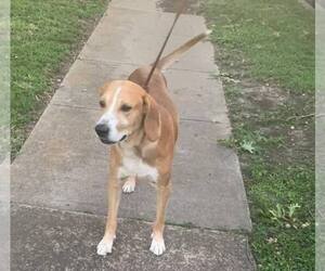 Mutt Dogs for adoption in Rowlett, TX, USA