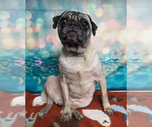 Pug Dogs for adoption in Lakewood, CO, USA