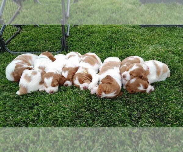 Medium Photo #1 Brittany Puppy For Sale in MONTROSE, CO, USA