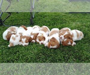 Brittany Puppy for sale in MONTROSE, CO, USA