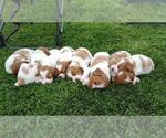 Small Photo #1 Brittany Puppy For Sale in MONTROSE, CO, USA