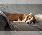 Small #1 Beagle