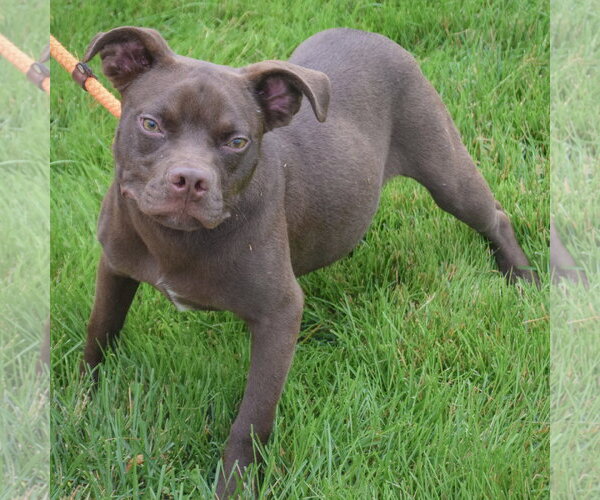 Medium Photo #5 Boglen Terrier Puppy For Sale in Huntley, IL, USA