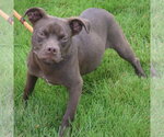 Small #4 Boglen Terrier