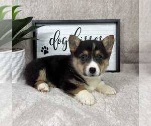 Pembroke Welsh Corgi Puppy for sale in FRANKLIN, IN, USA