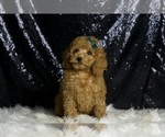 Small Photo #121 Poodle (Toy) Puppy For Sale in WARSAW, IN, USA
