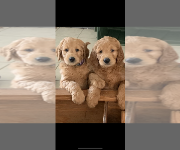 Medium Photo #3 Goldendoodle Puppy For Sale in CYPRESS, TX, USA