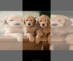 Small Photo #3 Goldendoodle Puppy For Sale in CYPRESS, TX, USA