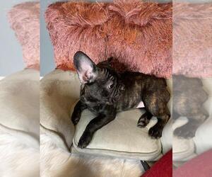 French Bulldog Puppy for sale in BOSTON, MA, USA