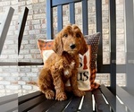 Small #3 Goldendoodle