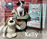 Small #2 Rat Terrier Mix