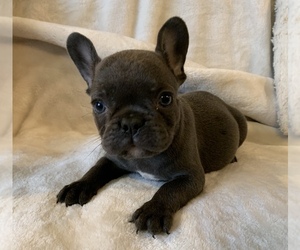 French Bulldog Puppy for sale in JOHNS ISLAND, SC, USA