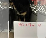 Small Photo #3 Australian Shepherd Puppy For Sale in Great Bend, KS, USA