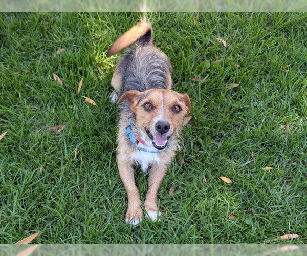 Medium Photo #1 Mutt Puppy For Sale in San Clemente, CA, USA
